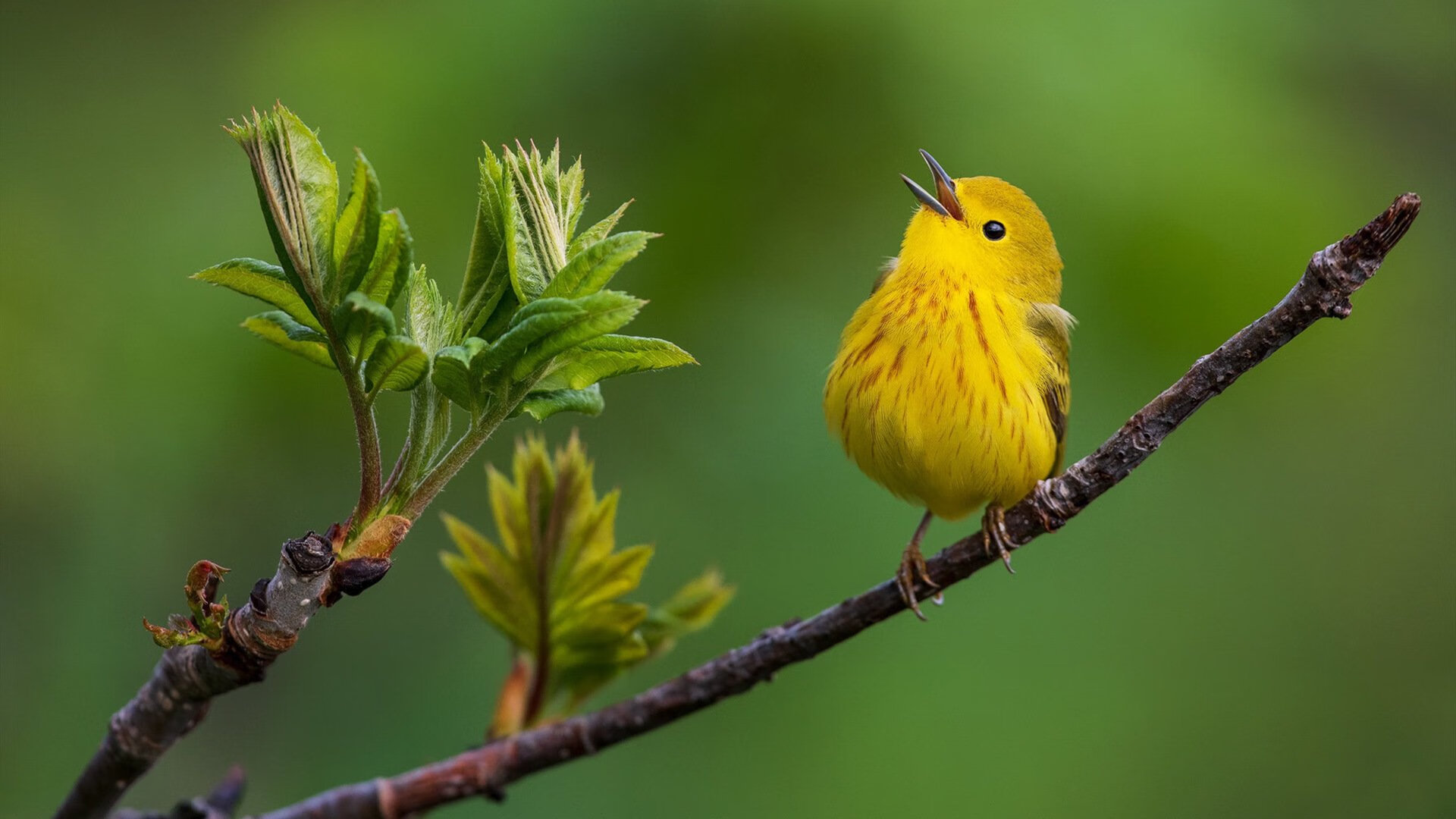 爱游戏体育在线app-_篮网团队合作持续升华，联盟领头羊位置稳固_，篮网队签约